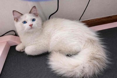 Mèo Ragdoll trắng đã tiêm phòng