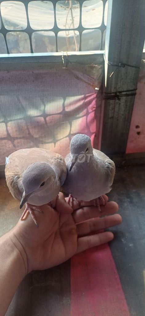 cặp cu pháp sinh sản. Mua bán Chim tại Huyện Nhà Bè Tp Hồ Chí Minh được đăng bởi tran anh hung hình 1