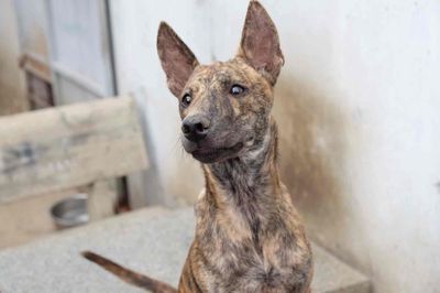 Chó Phú Quốc Vện 4 tháng, Xoáy Kiếm, Lưỡi Đen