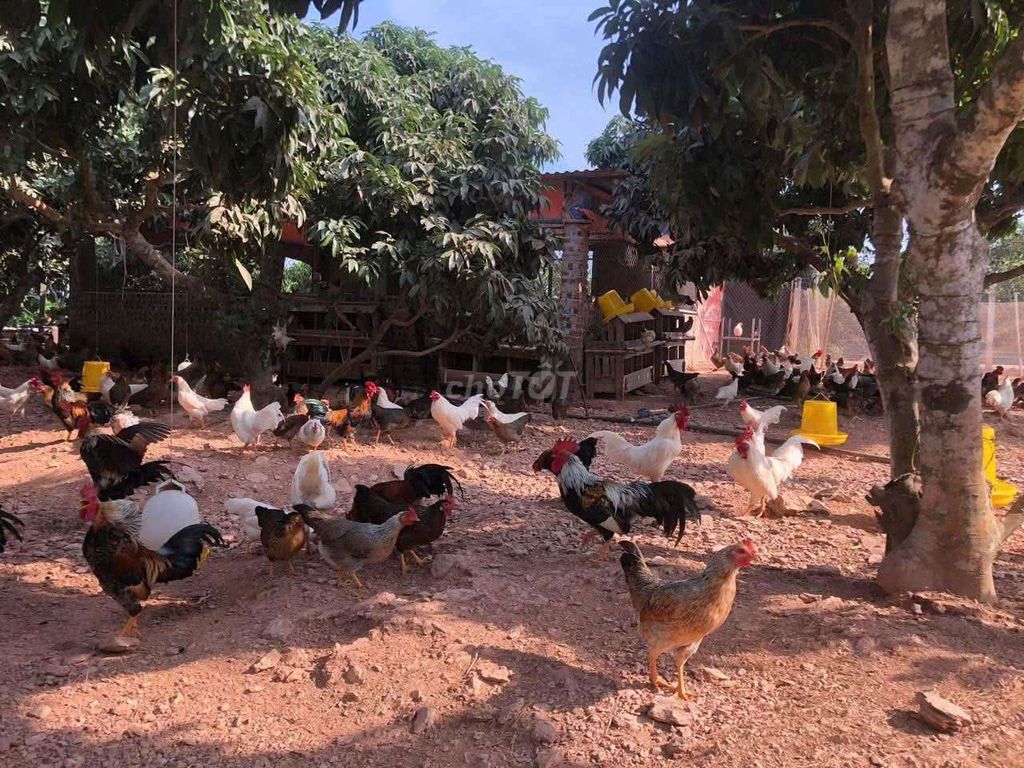 Gà tre cả hai sắp đẻ. Mua bán Gà tại Quận Long Biên Hà Nội được đăng bởi tổng kho sỉ hình 1