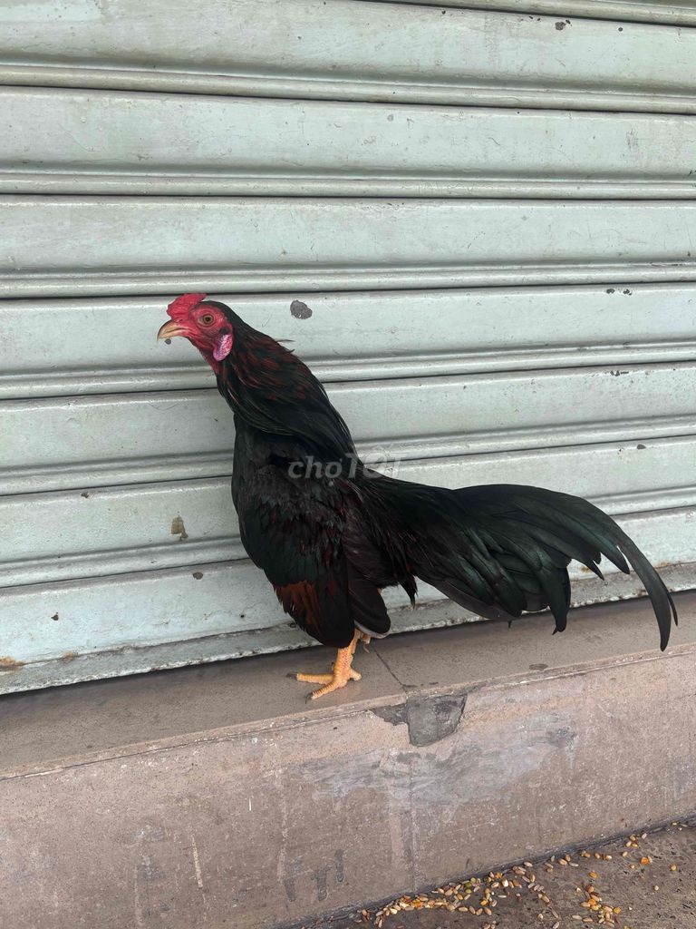 Gà trống Điều 10 tháng 3.2 lạng. Mua bán Gà tại Quận 4 Tp Hồ Chí Minh được đăng bởi chim canh  hình 1