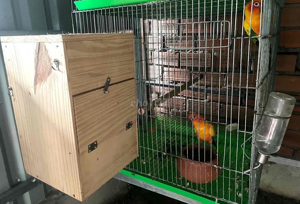 vẹt sun sinh sản. Mua bán Chim tại Huyện Hóc Môn Tp Hồ Chí Minh được đăng bởi Dương Nguyễn hình 1