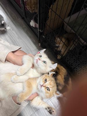 mèo Golden Point tai vểnh sừng trâu. Mua bán Mèo tại Quận Bình Tân Tp Hồ Chí Minh được đăng bởi Nguyen Long