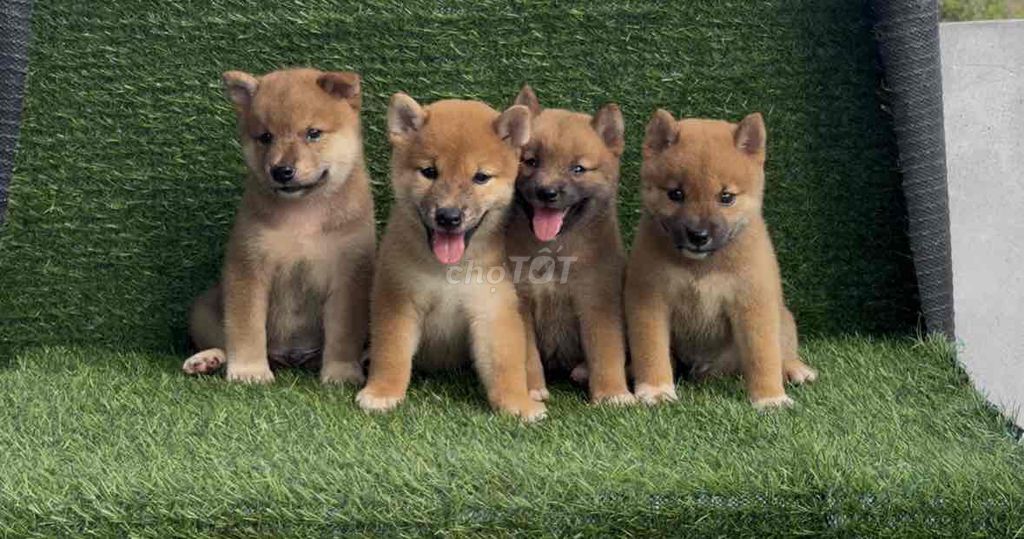 mấy bé shiba đến tuổi về nhà mới