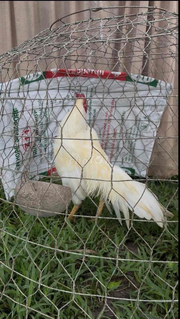 úa 3k2. Mua bán Gà tại Huyện Châu Thành Hậu Giang được đăng bởi Uy tín kh tật lỗi hình 1