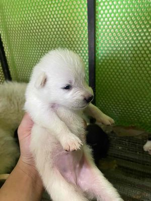 chó samoyed lai rất đẹp