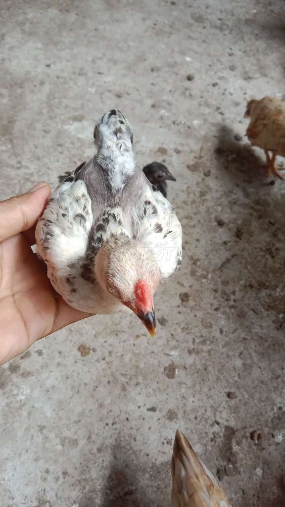 Gà tre Bắc trống 4 tháng màu Chuối. Mua bán Gà tại Huyện Châu Thành Tiền Giang được đăng bởi Hauboyro hình 1