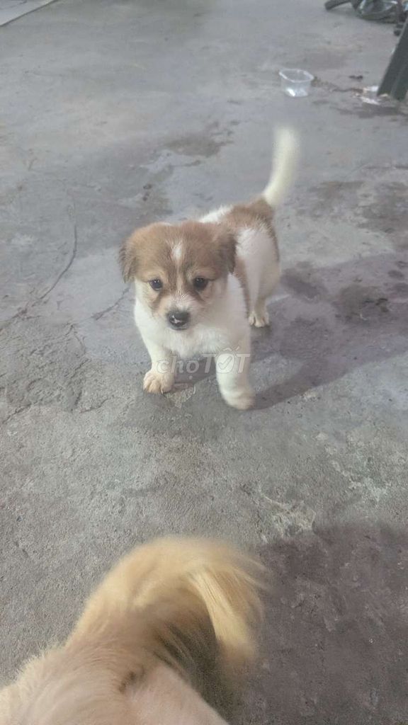 Chó con Nâu trắng Khỏe mạnh. Mua bán Chó tại Thành phố Thủ Đức Tp Hồ Chí Minh được đăng bởi Đông  hình 1