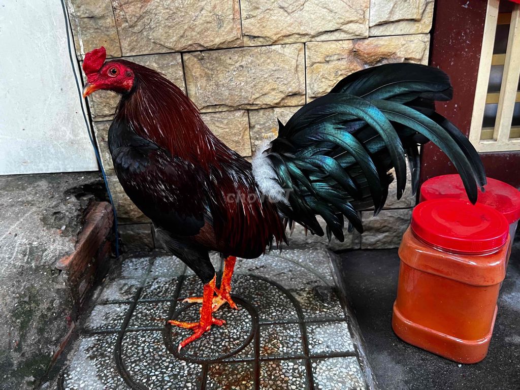 gà điều đỏ cuban mỹ 1kg350 ms015. Mua bán Gà tại Huyện Bình Chánh Tp Hồ Chí Minh được đăng bởi Tuấn Gà Đá  hình 1