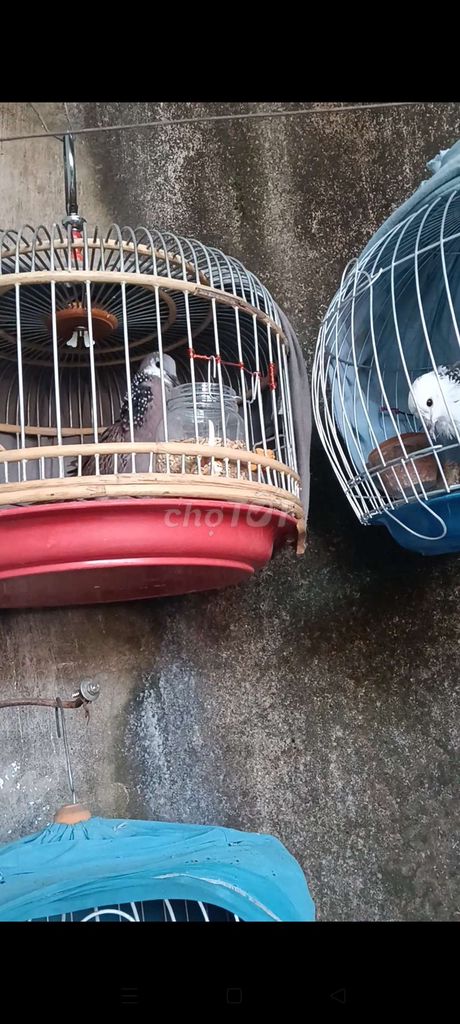 Chim cu gáy Thái Lan. Mua bán Chim tại Huyện Trảng Bom Đồng Nai được đăng bởi Đỗ Được hình 1