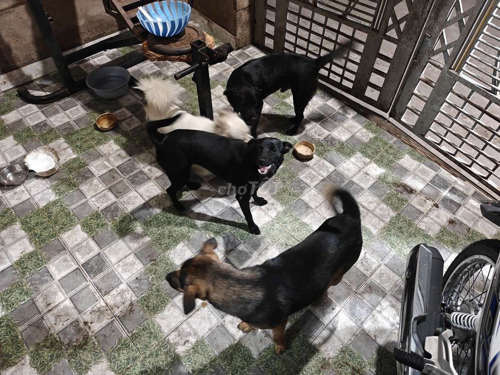 Chó đốm lưỡi gần 1 tuổi. Mua bán Chó tại Thành phố Thuận An Bình Dương được đăng bởi Minh Minh hình 1