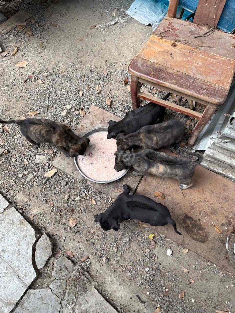 Nhà Đẻ bày phú quốc giống thuần chuẩn giá nhẹ. Mua bán Chó tại Thành phố Nha Trang Khánh Hòa được đăng bởi Sony hình 1