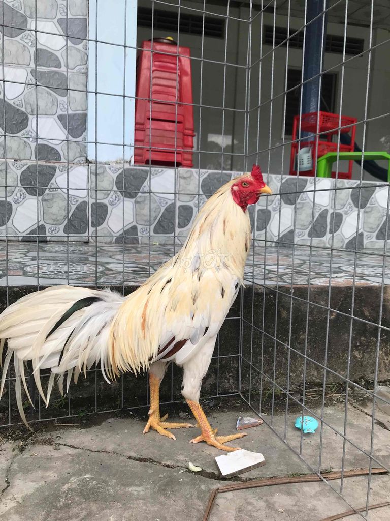 ga bướm 2kg6 trang 2kg7
