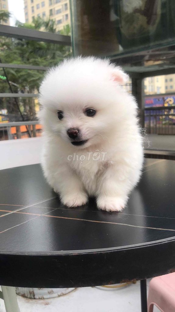 phốc sóc siêu cute. Mua bán Chó tại Quận Bình Tân Tp Hồ Chí Minh được đăng bởi hồng nhung hình 1