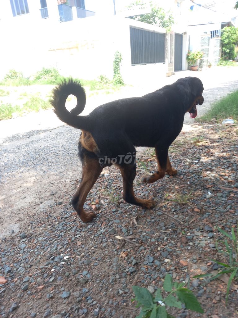 Chó Rottweiler Đen vàng Đực. Mua bán Chó tại Huyện Long Thành Đồng Nai được đăng bởi Tên chưa cung cấp hình 4