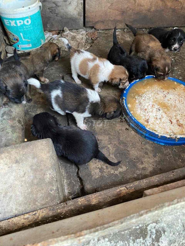 Chó con nhiều màu. Mua bán Chó tại Huyện Bình Chánh Tp Hồ Chí Minh được đăng bởi Kiều trang hình 1