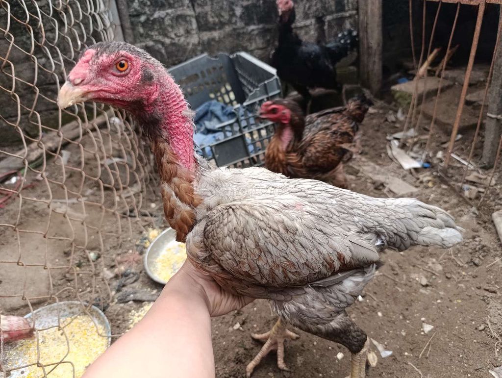 Mái liên giáp. Mua bán Gà tại Huyện Bình Giang Hải Dương được đăng bởi khanh hình 1