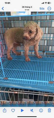 Chó Poodle Tiny đực 10 tháng