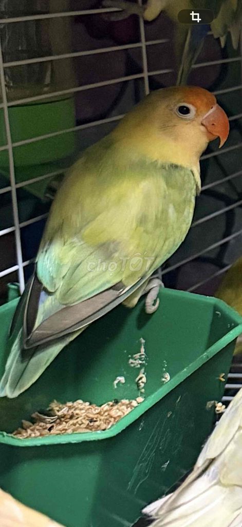 Chim Lovebird  trưởng thành đang ss. Mua bán Chim tại Thành phố Thái Bình Thái Bình được đăng bởi Kenna hình 1