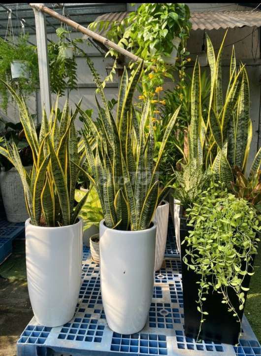 Cây lưỡi hổ. Mua bán Cây cảnh, đồ trang trí tại Quận Gò Vấp Tp Hồ Chí Minh được đăng bởi Tô Kem  hình 1