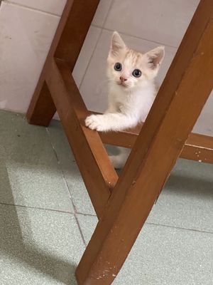 Mèo anh lông vàng. Mua bán Mèo tại Thành phố Cao Lãnh Đồng Tháp được đăng bởi Vi Nguyen