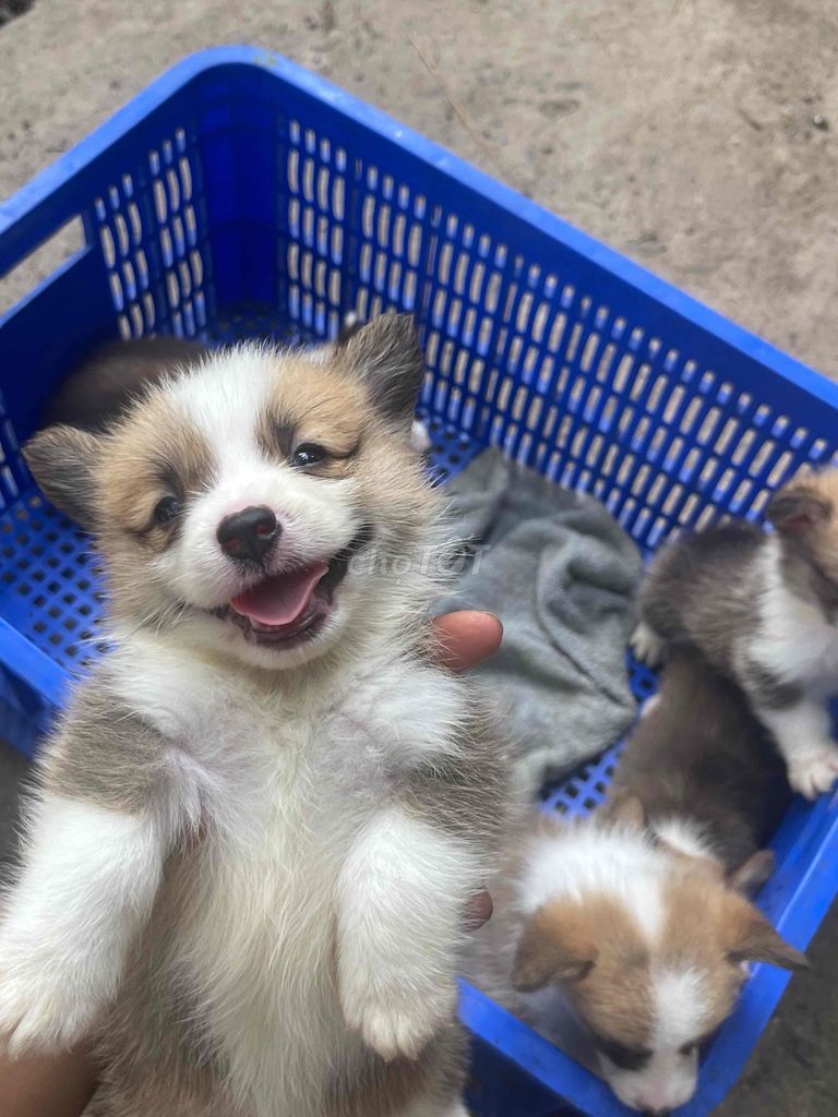 Chó Corgi con đã tiêm. Mua bán Chó tại Huyện Châu Thành Bến Tre được đăng bởi Trường Ngô  hình 1