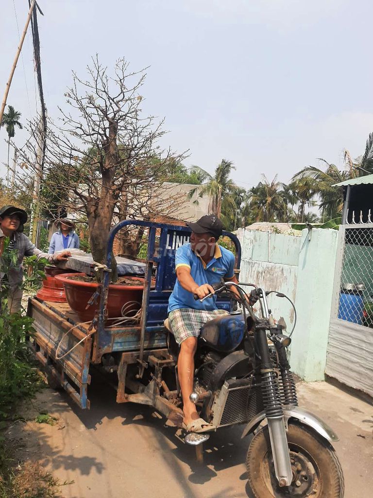 Mai. Mai. Mai chưng Tết bán và cho thuê