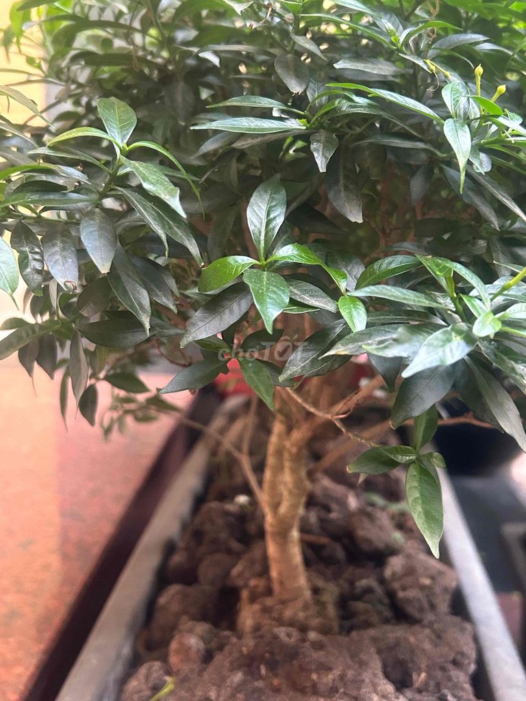 Cây cảnh Mai vạn phúc Xanh, bông trắng. Mua bán Cây cảnh, đồ trang trí tại Thành phố Thủ Đức Tp Hồ Chí Minh được đăng bởi Anh Tuyet Pham hình 1