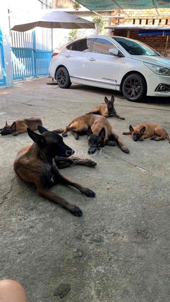 Tìm chủ yêu thương. Mua bán Chó tại Thành phố Biên Hòa Đồng Nai được đăng bởi Lan Hương hình 1