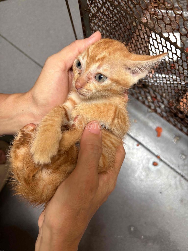 Mèo con Đực Cam, Xám. Mua bán Mèo tại Quận Bình Thạnh Tp Hồ Chí Minh được đăng bởi nguyen thi thanh huong hình 1