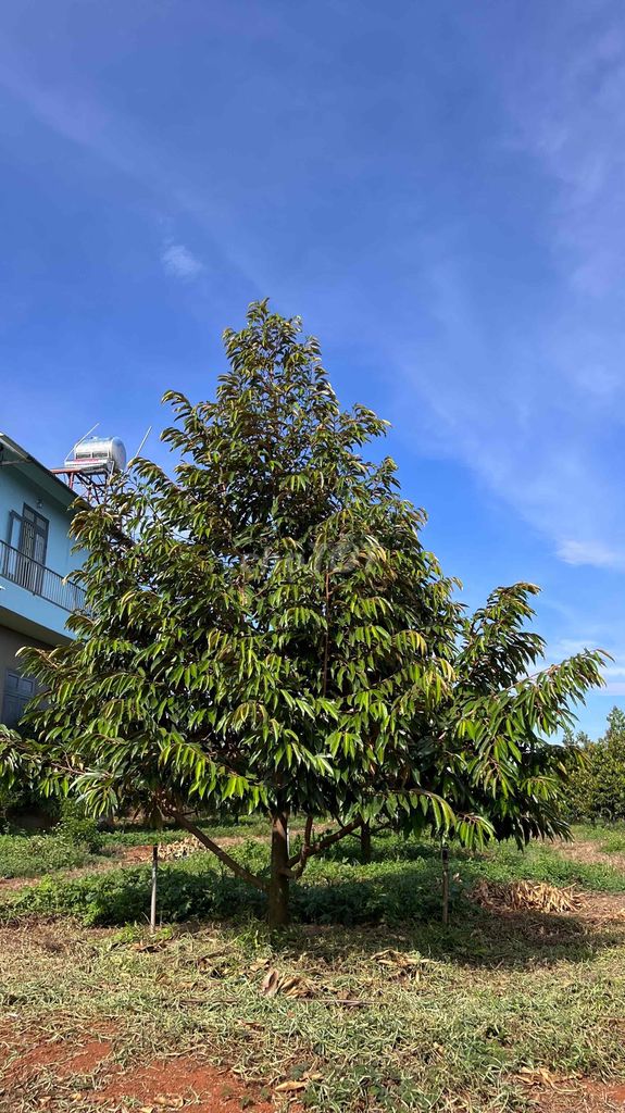 Bán 3.3 ha sầu năm 4 tại huyện Cumgar, Đắk Lăk, Full sầu 688 cây