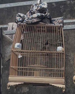 bận đi làm tl ae. Mua bán Chim tại Thị xã Từ Sơn Bắc Ninh được đăng bởi Huy Huy