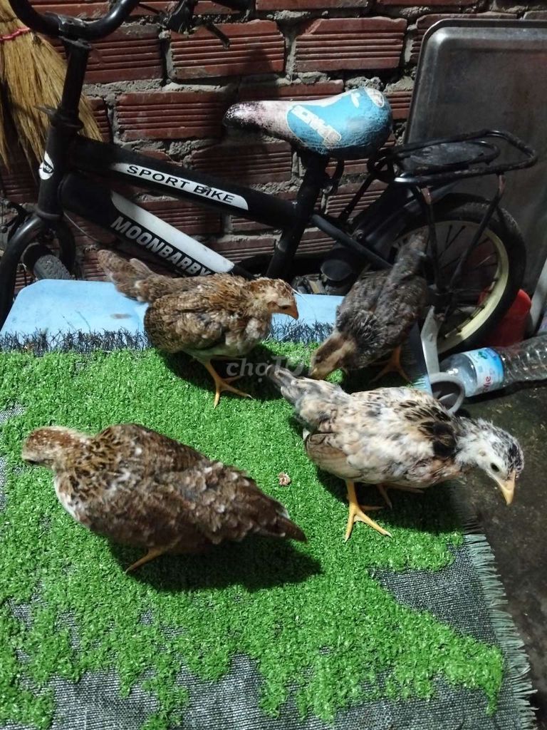 Gà con 50 ngày tuổi 3 mái. Mua bán Gà tại Thành phố Vũng Tàu Bà Rịa - Vũng Tàu được đăng bởi GÀ TRE BẮC 72 VT hình 1