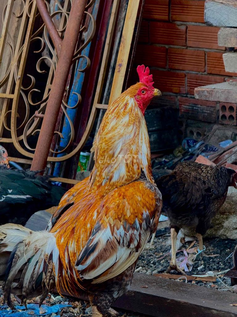 Gà chọi 3.2kg Đực. Mua bán Gà tại Huyện Long Điền Bà Rịa - Vũng Tàu được đăng bởi vũ hình 1