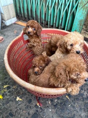 poodle con 3 tháng tuổi