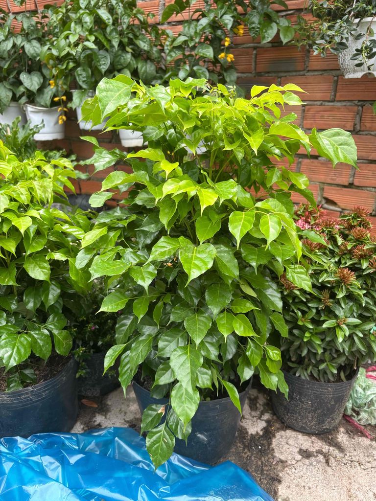 Cây hạnh phúc lọc không khí. Mua bán Cây cảnh, đồ trang trí tại Huyện Hóc Môn Tp Hồ Chí Minh được đăng bởi Nguyễn Thị Minh Huyền hình 1