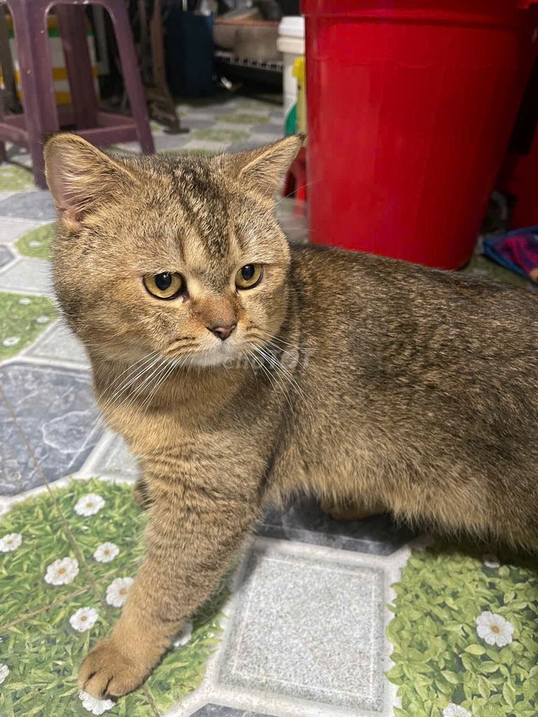 Mèo Anh Quốc Nâu vàng. Mua bán Mèo tại Quận Kiến An Hải Phòng được đăng bởi DƯƠNG THÙY hình 1