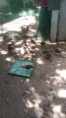 Nhà còn lô gà ttây giống ace cần ib. Mua bán Gà tại Thành phố Thuận An Bình Dương được đăng bởi Le binh