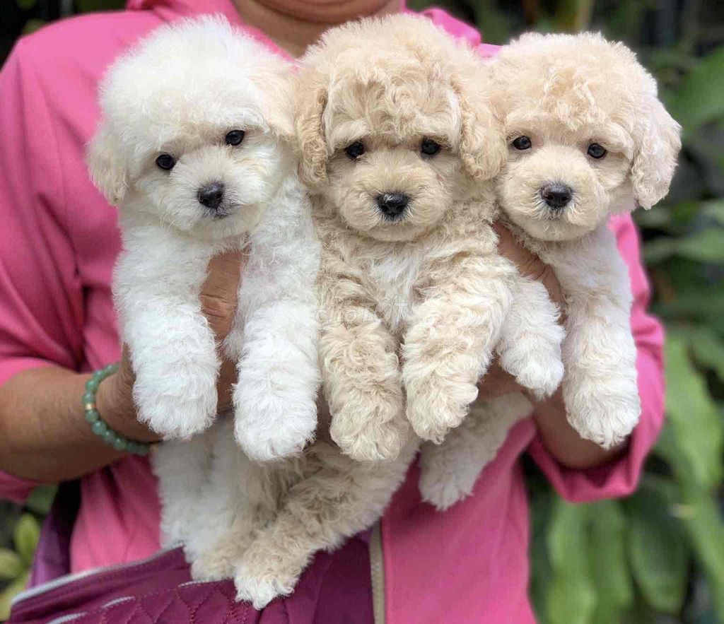 poodle kem mơ thuần chủng