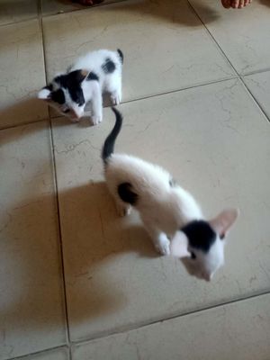 Mèo con Trắng đen mới sinh