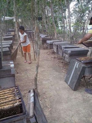 Mật ong nguyên chất. Mua bán Đồ ăn, thực phẩm và các loại khác tại Quận Cái Răng Cần Thơ được đăng bởi Thành Cát