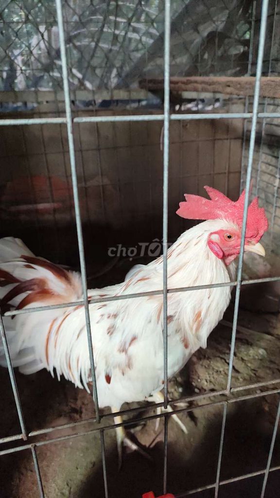 Bướm tơ zin. Mua bán Gà tại Huyện Bình Chánh Tp Hồ Chí Minh được đăng bởi Tre Asil mỹ hình 3