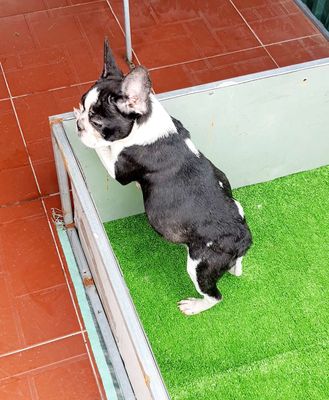 Chó Bull Pháp đực 4 tháng