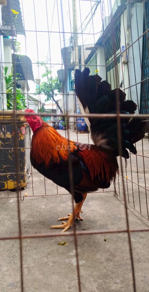 kelso 1k530 f1 tay 1cuc ae cmvề chơi . Mua bán Gà tại Huyện Hóc Môn Tp Hồ Chí Minh được đăng bởi hai gà lông gà tre  hình 1