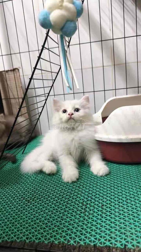 Mèo Anh Lông Dài đã sổ giun. Mua bán Mèo tại Quận Bình Tân Tp Hồ Chí Minh được đăng bởi Trần T Linh Đa hình 1