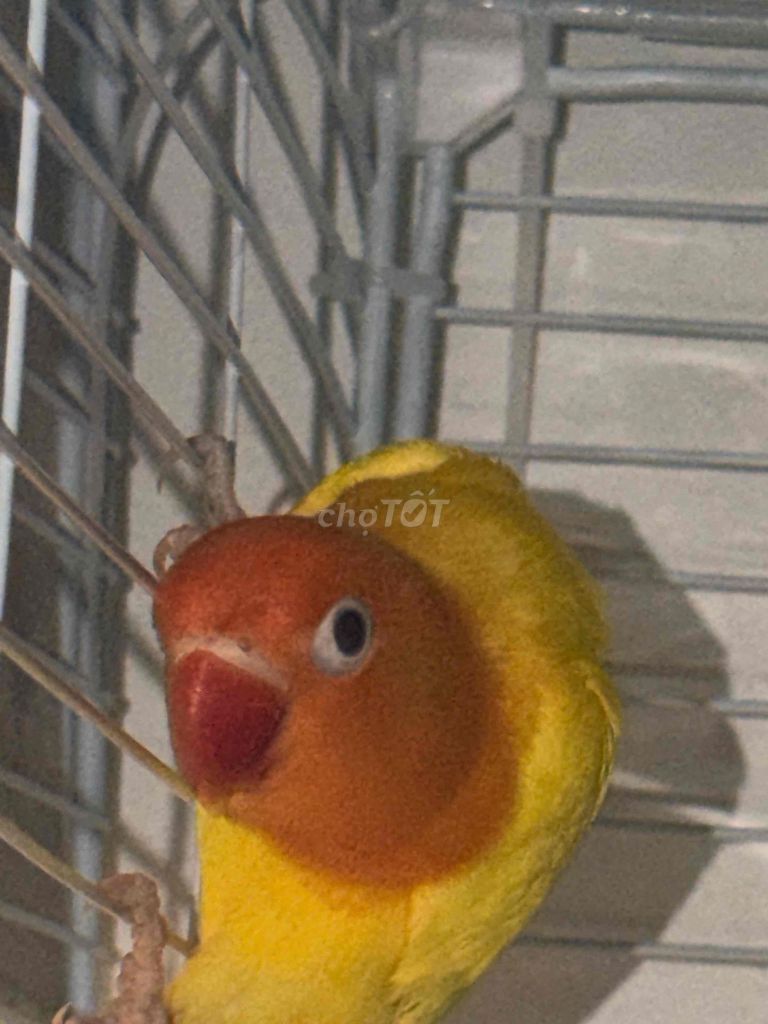 Chim Lovebird Cam đỏ vàng Non Khỏe mạnh. Mua bán Chim tại Thành phố Thái Bình Thái Bình được đăng bởi Kenna hình 1