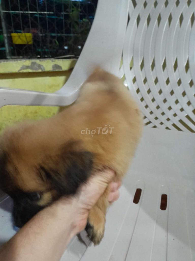 Chú chó. Mua bán Chó tại Huyện Trảng Bom Đồng Nai được đăng bởi Nguyentam hình 3