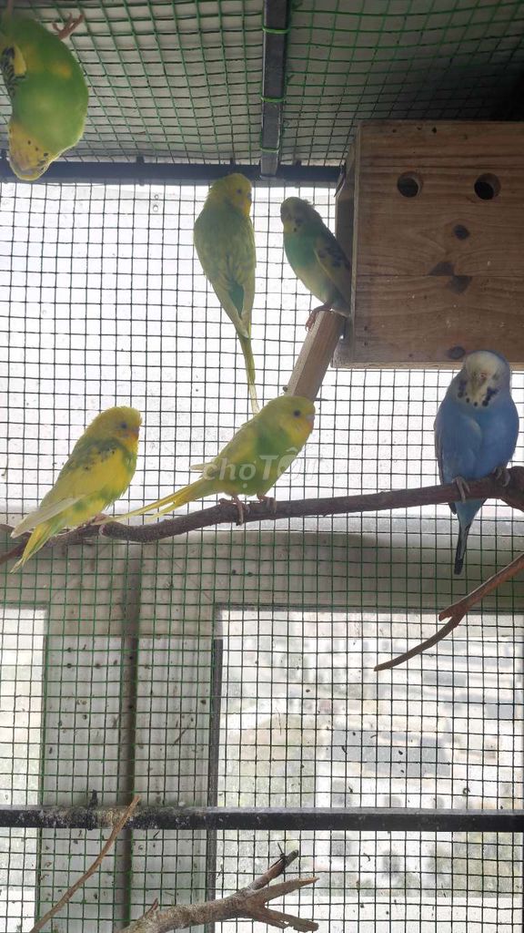 Chim Yến phụng xanh vàng. Mua bán Chim tại Quận Long Biên Hà Nội được đăng bởi Ngoc Cuong Tran hình 1