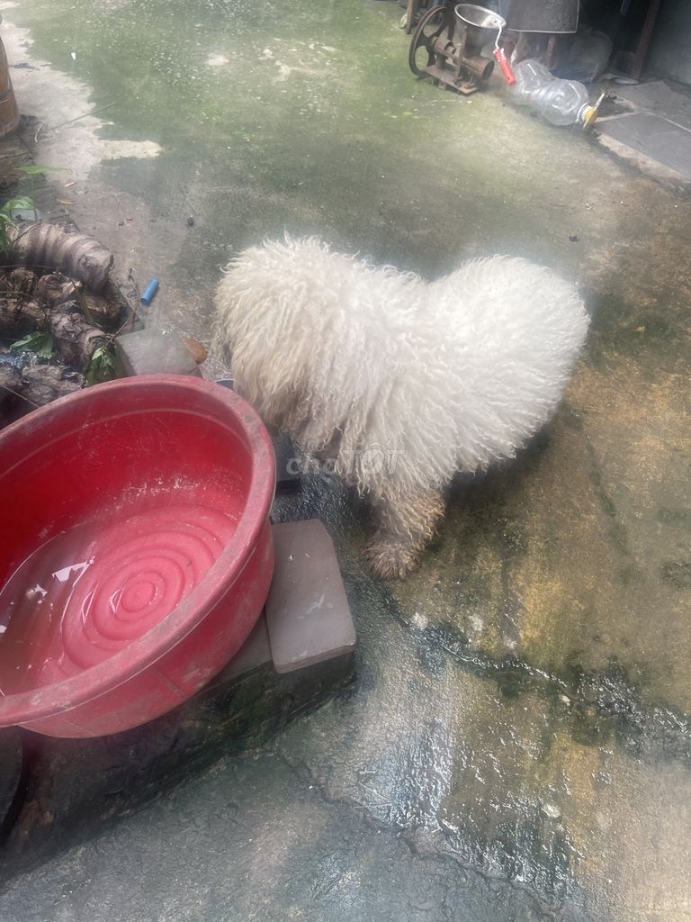 Chó Poodle trắng 2 năm tuổi. Mua bán Chó tại Huyện Thường Tín Hà Nội được đăng bởi Tên chưa cung cấp hình 1