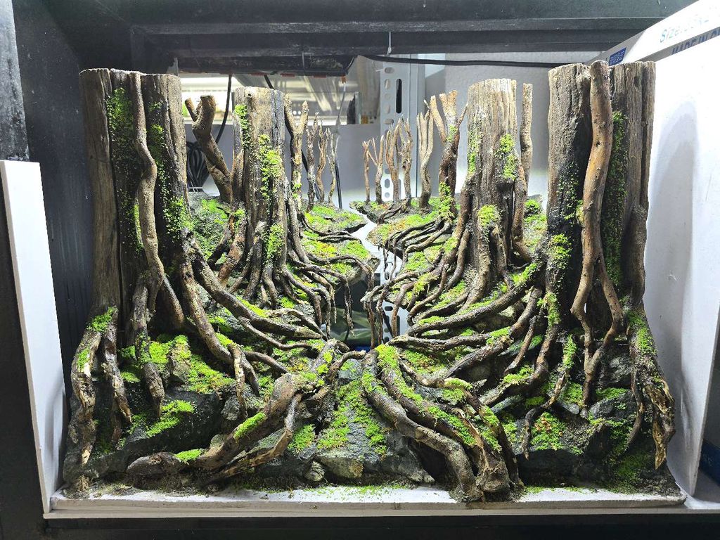 Layout rừng - bonsai cho hồ 60x40x40cm